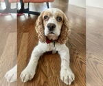 Small #7 Cocker Spaniel