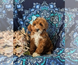 Cavapoo Puppy for sale in NEW HOLLAND, PA, USA