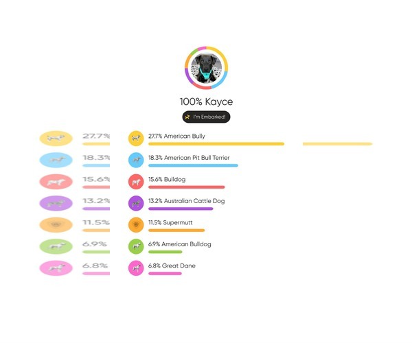 Medium Photo #20 American Pit Bull Terrier-Unknown Mix Puppy For Sale in Minneapolis, MN, USA
