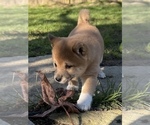 Small #6 Shiba Inu