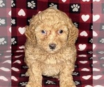 Small Photo #6 Poodle (Miniature) Puppy For Sale in DUNDEE, OH, USA