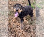 Small #2 Airedale Terrier