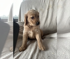 Golden Irish-Golden Retriever Mix Puppy for sale in SOUTH WATERFORD, ME, USA