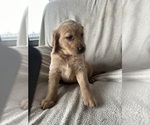 Image preview for Ad Listing. Nickname: Bruiser