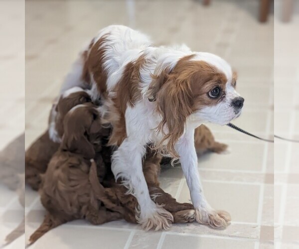 Medium Photo #1 Cavapoo (Miniature) Puppy For Sale in GOSHEN, IN, USA