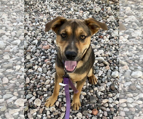 Medium Photo #7 American Staffordshire Terrier-German Shepherd Dog Mix Puppy For Sale in Cottonwood, AZ, USA
