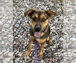 Small #6 American Staffordshire Terrier-German Shepherd Dog Mix