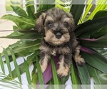 Small Photo #1 Schnauzer (Miniature) Puppy For Sale in FORT PIERCE, FL, USA