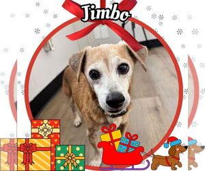 Dachshund-Unknown Mix Dogs for adoption in San Antonio, TX, USA