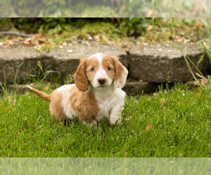 Dachshund Puppy for sale in BREMEN, IN, USA
