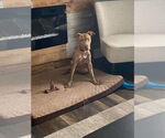 Small #7 American Bulldog Mix