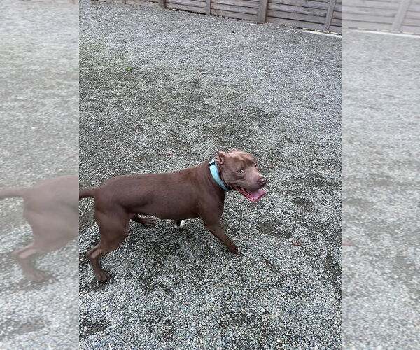 Medium Photo #4 Mutt Puppy For Sale in Woodland Hills, CA, USA