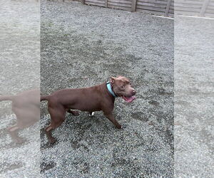 ALLEN J - Male Mutt Dog for Adoption - Photo #4