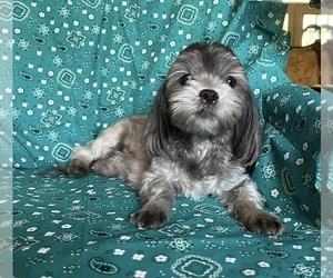 Mother of the Mal-Shi puppies born on 07/24/2024