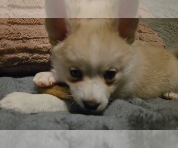 Medium Photo #180 Pomsky Puppy For Sale in LOVELAND, CO, USA