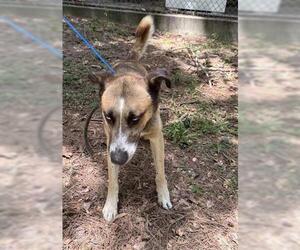 German Shepherd Dog Dogs for adoption in Houston, TX, USA