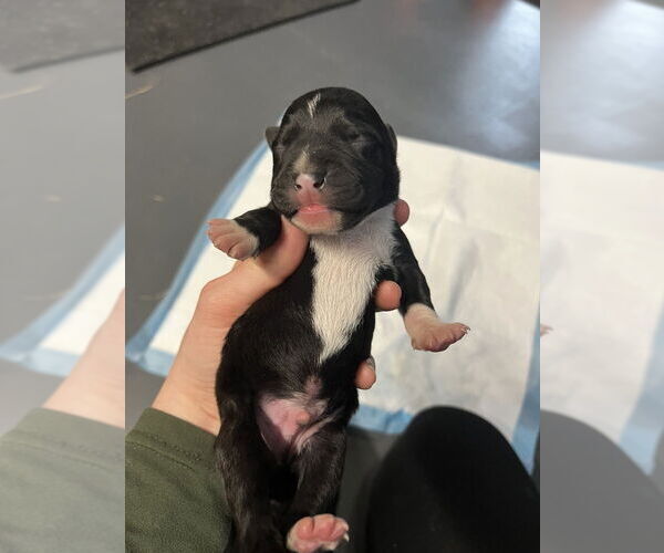 Medium Photo #1 Holland Shepherd-Unknown Mix Puppy For Sale in Imlay City, MI, USA