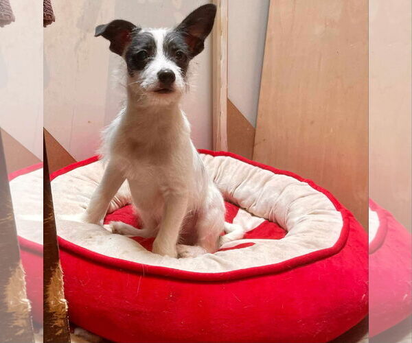 Medium Photo #11 Mutt Puppy For Sale in Escondido, CA, USA
