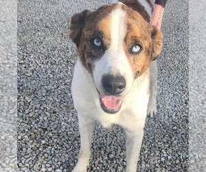 Australian Shepherd-Unknown Mix Dogs for adoption in Osgood, IN, USA