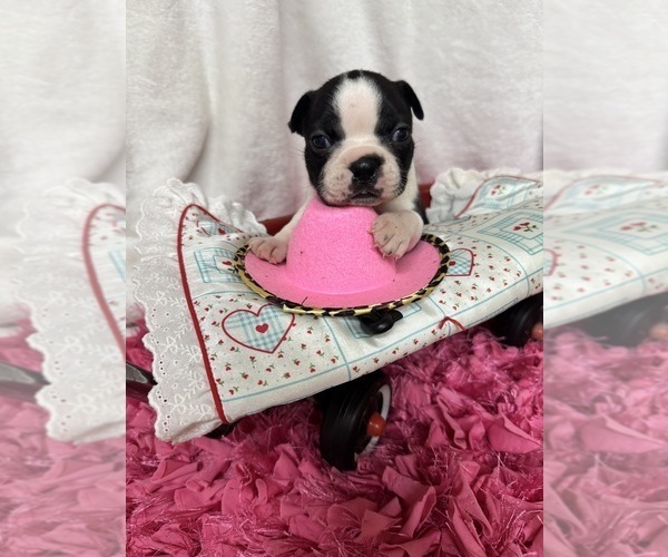 Medium Photo #2 Boston Terrier Puppy For Sale in FREDONIA, KS, USA