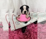 Small #1 Boston Terrier