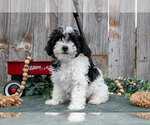 Small Photo #18 Poodle (Toy) Puppy For Sale in HOWE, IN, USA