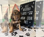 Puppy 11 Bloodhound