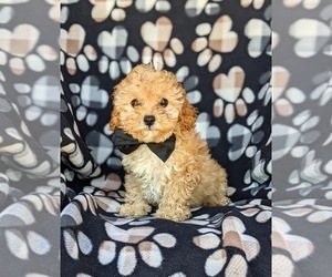 Cavachon-Poodle (Miniature) Mix Puppy for sale in AIRVILLE, PA, USA