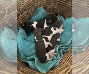 Brittany Puppy for Sale in REHOBOTH, Massachusetts USA