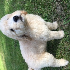 Goldendoodle Puppy for sale in GLOVER, VT, USA