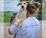 Small #5 Anatolian Shepherd-German Shepherd Dog Mix