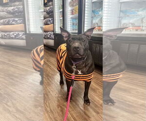 Labrador Retriever-Unknown Mix Dogs for adoption in Munford, TN, USA