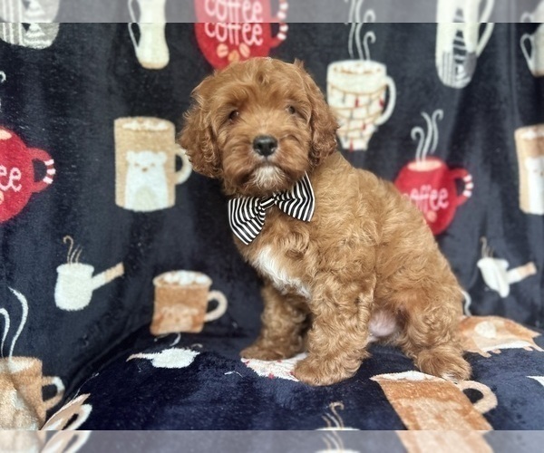 Medium Photo #3 Cavapoo Puppy For Sale in LAKELAND, FL, USA