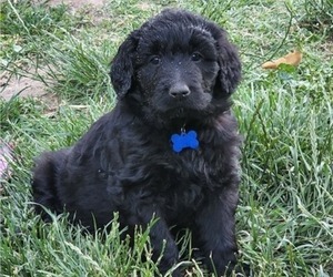 Goldendoodle Puppy for sale in ASHLAND, OR, USA
