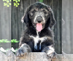 Puppy Bijou Sheepadoodle