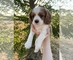 Cavalier King Charles Spaniel Puppy for sale in BROWNWOOD, TX, USA