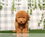 Small #1 Poochon