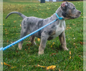 American Bully Puppy for Sale in Mississauga, Ontario Canada