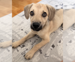 Small #11 Siberian Husky Mix