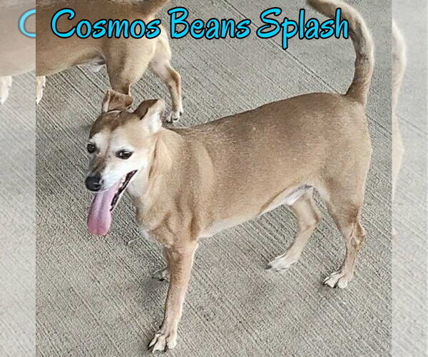 Medium Photo #17 Chiweenie Puppy For Sale in San Antonio, TX, USA