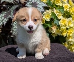 Small #1 Pembroke Welsh Corgi