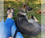 Small #1 Mutt