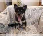 Small Photo #6 Pomsky Puppy For Sale in SAN DIEGO, CA, USA