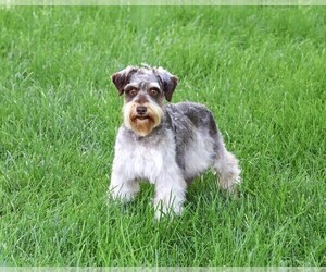 Mother of the Schnauzer (Miniature) puppies born on 09/01/2026