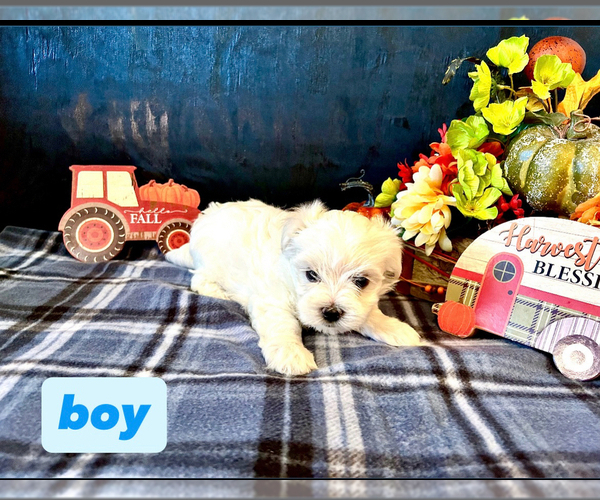 Medium Photo #4 Maltese Puppy For Sale in SAN ANTONIO, TX, USA