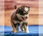 Small #1 Pomsky