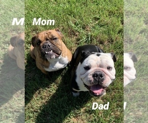Mother of the English Bulldogge puppies born on 06/18/2019