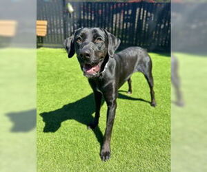 Mutt Dogs for adoption in Salinas, CA, USA