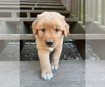 Puppy YELLOW Golden Retriever