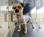 Small #1 Silky Terrier Mix